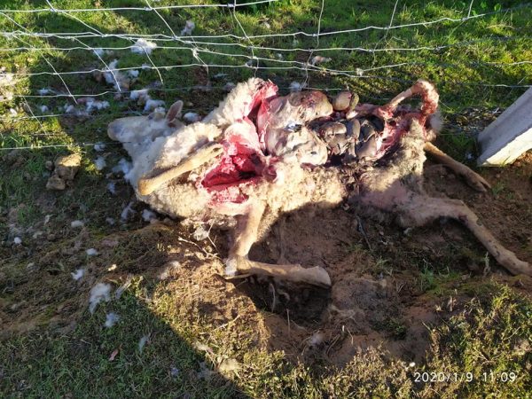 ÚLTIMA HORA: Mais ovelhas mortas em Tomar ovelhas 1 1222297750561882112 n 600x450 1
