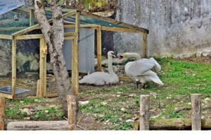 Casal de cisnes em fase de adaptação no rio Nobão cisnes jesus baptista 74711418 3598022934482871136 n scaled 1