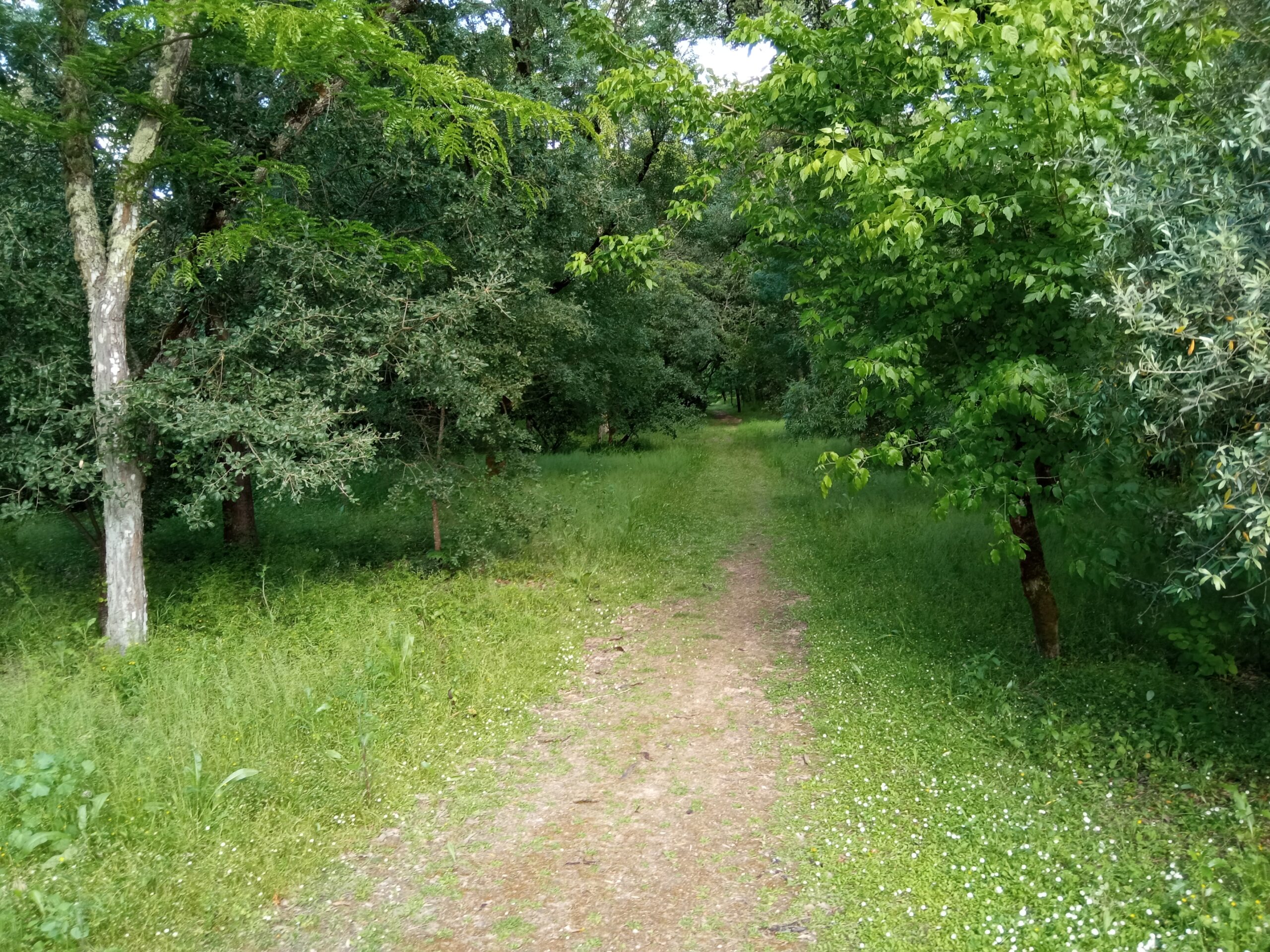 Fotogaleria. Mata dos Sete Montes, o pulmão da cidade de Tomar IMG 20210509 181413 scaled